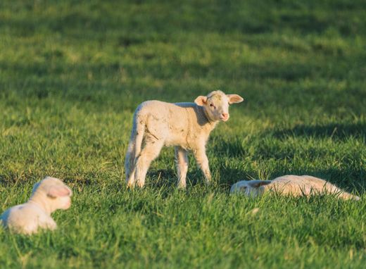 Lambs in a spring pasture — Jonas Thomann on Pexels