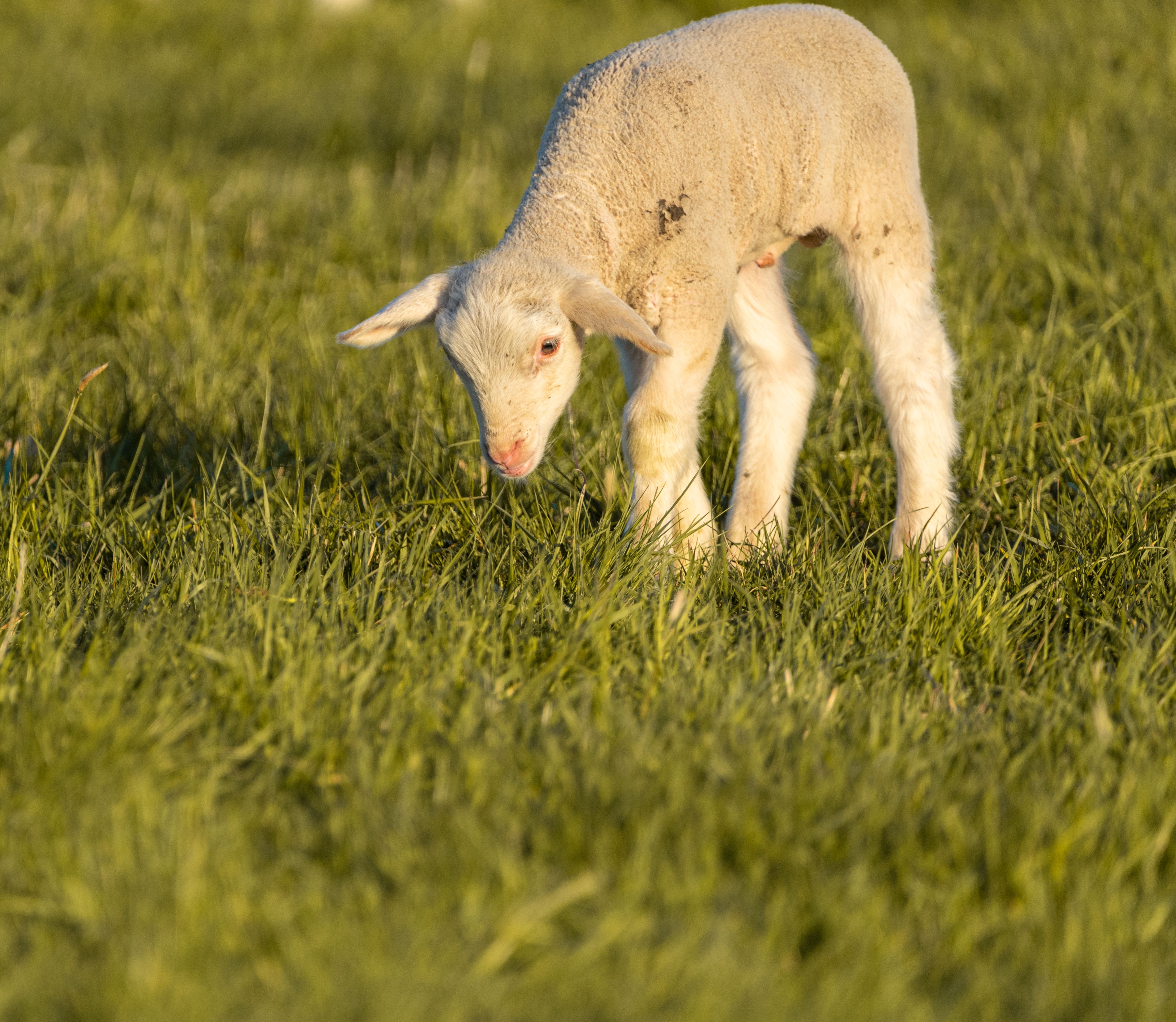 White Sheep on Green Grass · Free Stock Photo