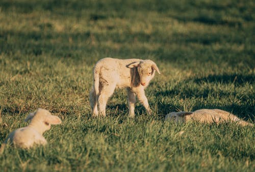 Free Three Lambs on Green Grass Stock Photo