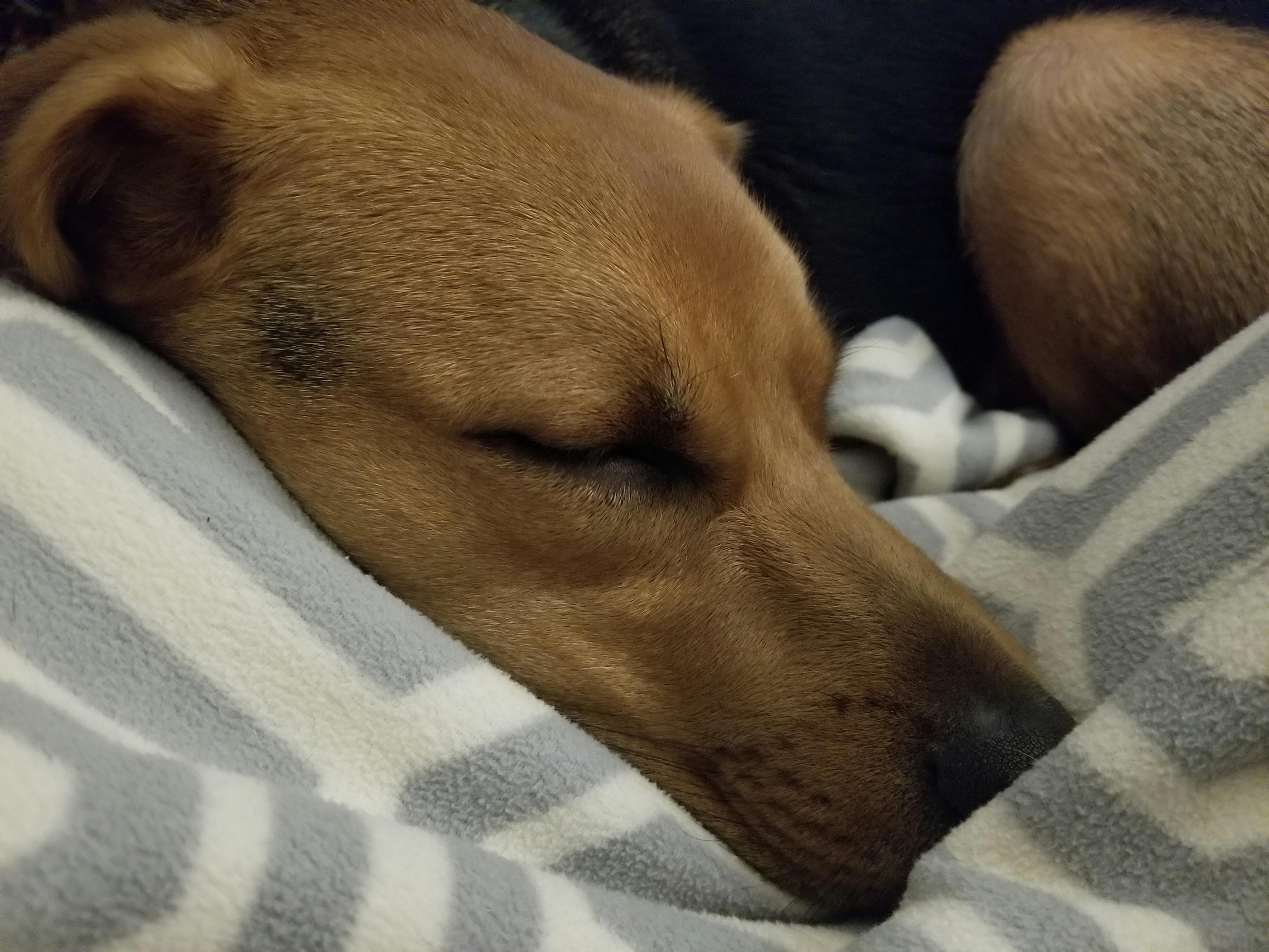 Free stock photo of cuddle, dog, dog sleeping