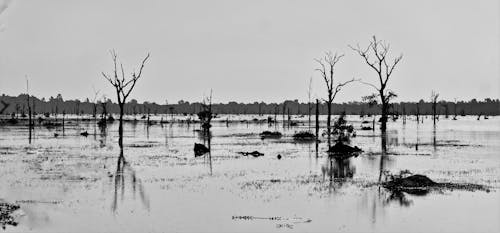 Photos gratuites de arbres morts, eau, reflets