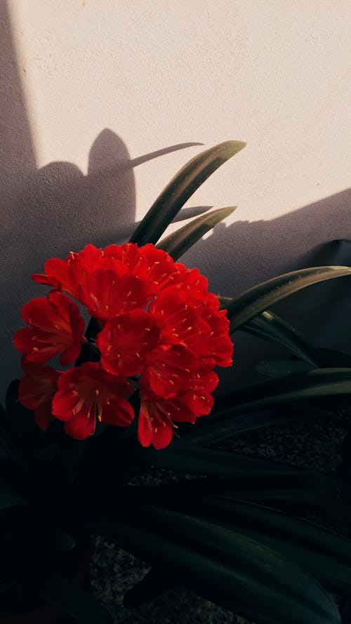 Free Full Bloom Red Flowers Stock Photo