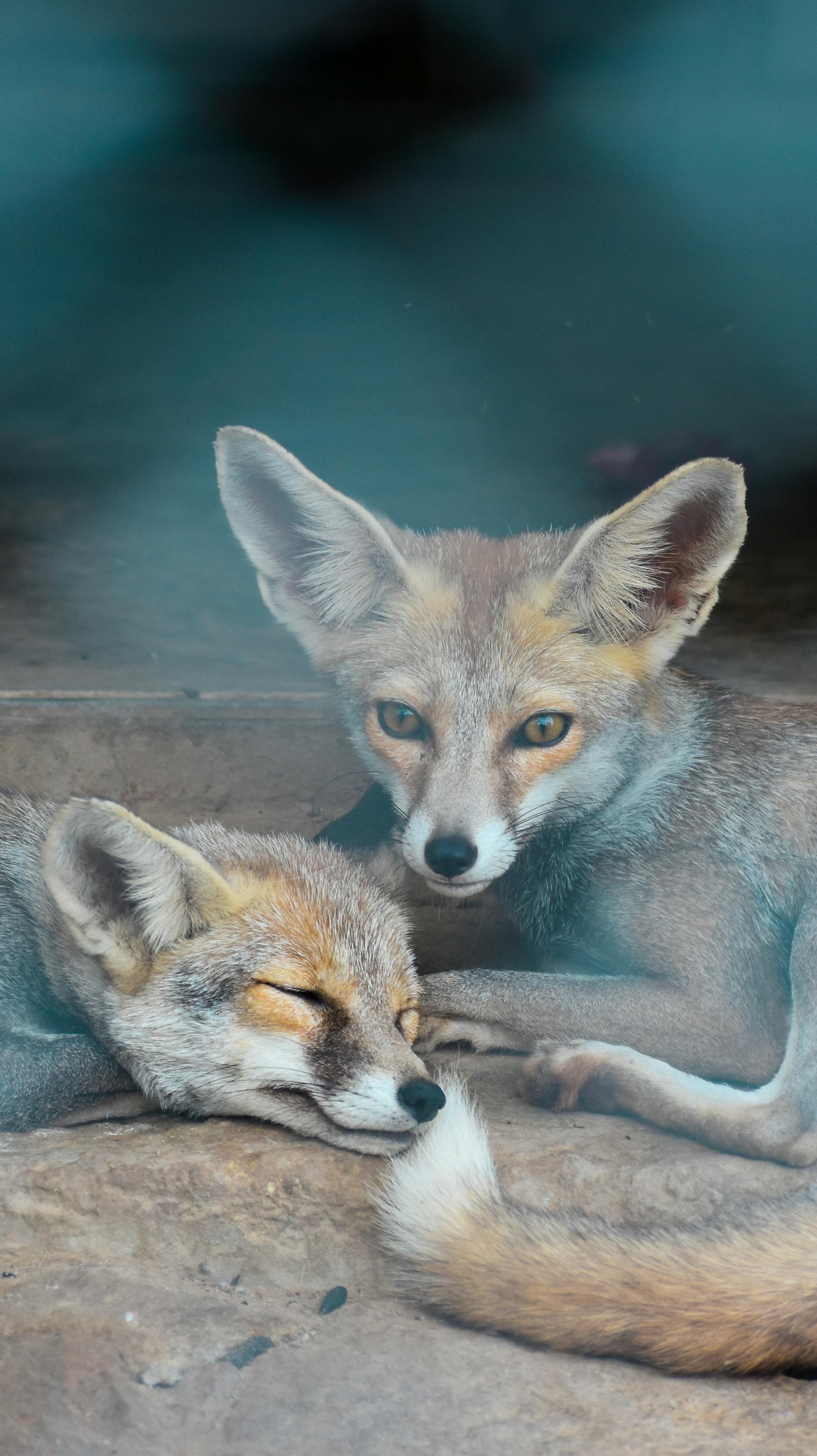 Brown Foxes Lying on the Ground