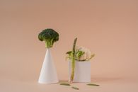 White Ceramic Vase With Green Plant