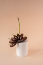 Green Cactus Plant in White Ceramic Vase