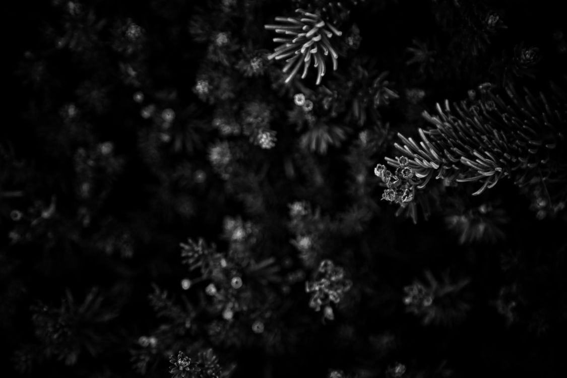 Kostenloses Foto Zum Thema Pflanze Schwarz Und Wei Schwarzwei Kostenloses Foto Zum Thema Pflanze Schwarz Und Wei Schwarzwei
