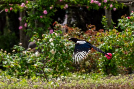 Magpie Bird Flying in Garden