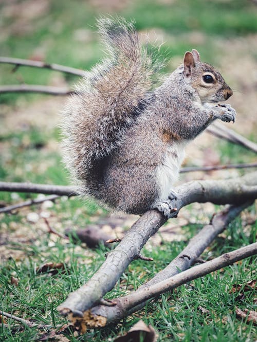귀여운 동물, 녹색 공원, 다람쥐의 무료 스톡 사진