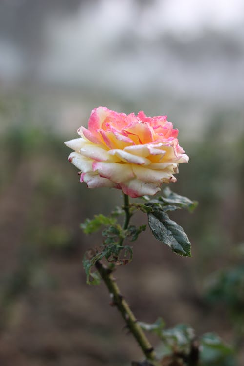 Pink and White Flower in Close Up Shot