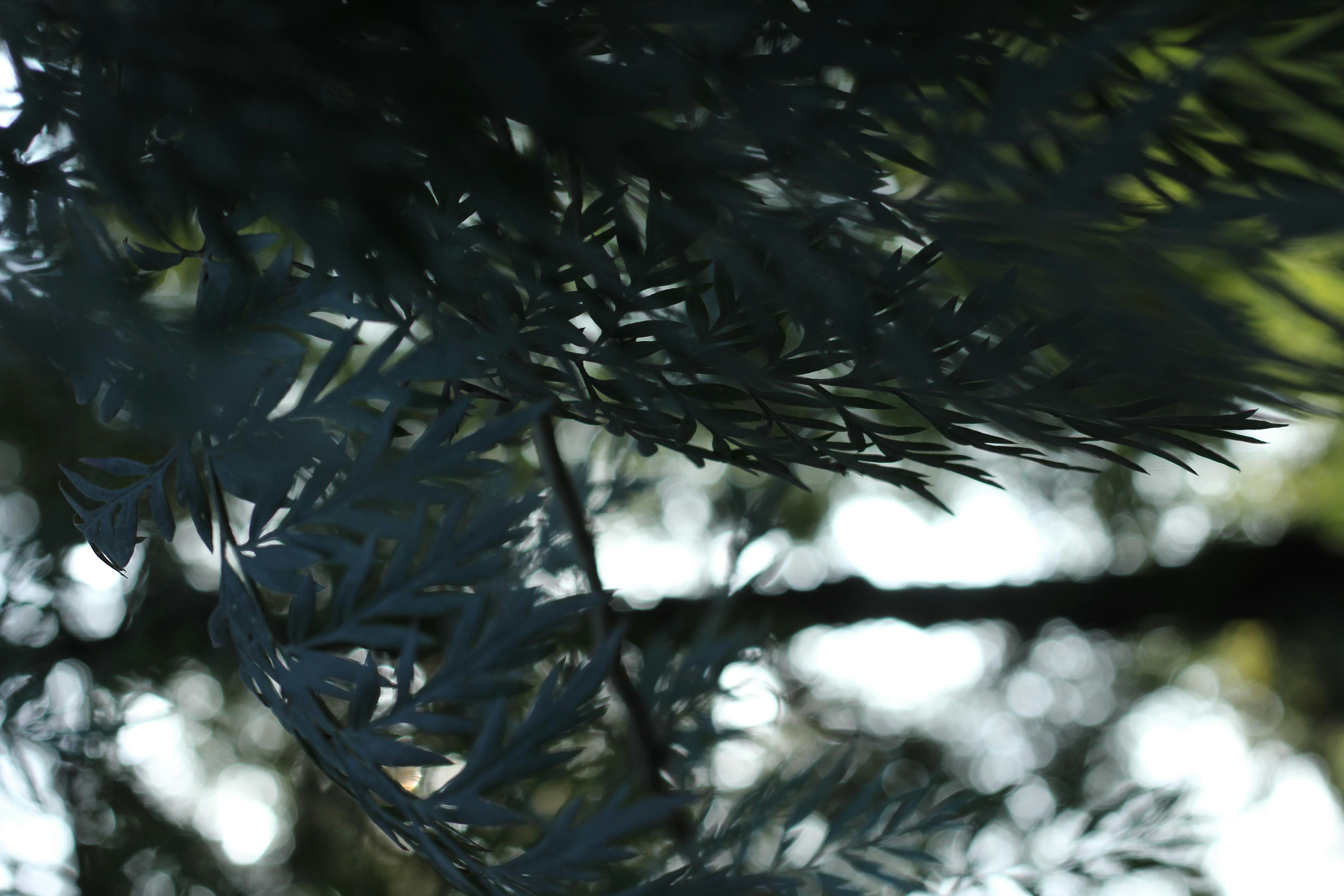 Happy young ethnic male messaging on smartphone and petting cat on bed