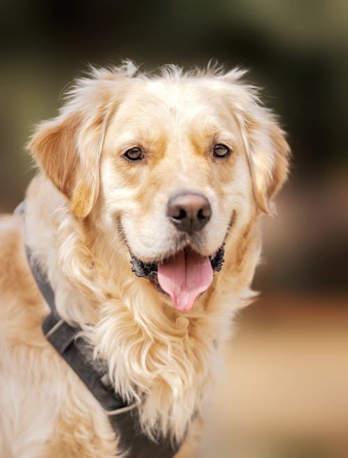 Golden Retriever in Close Up Photography