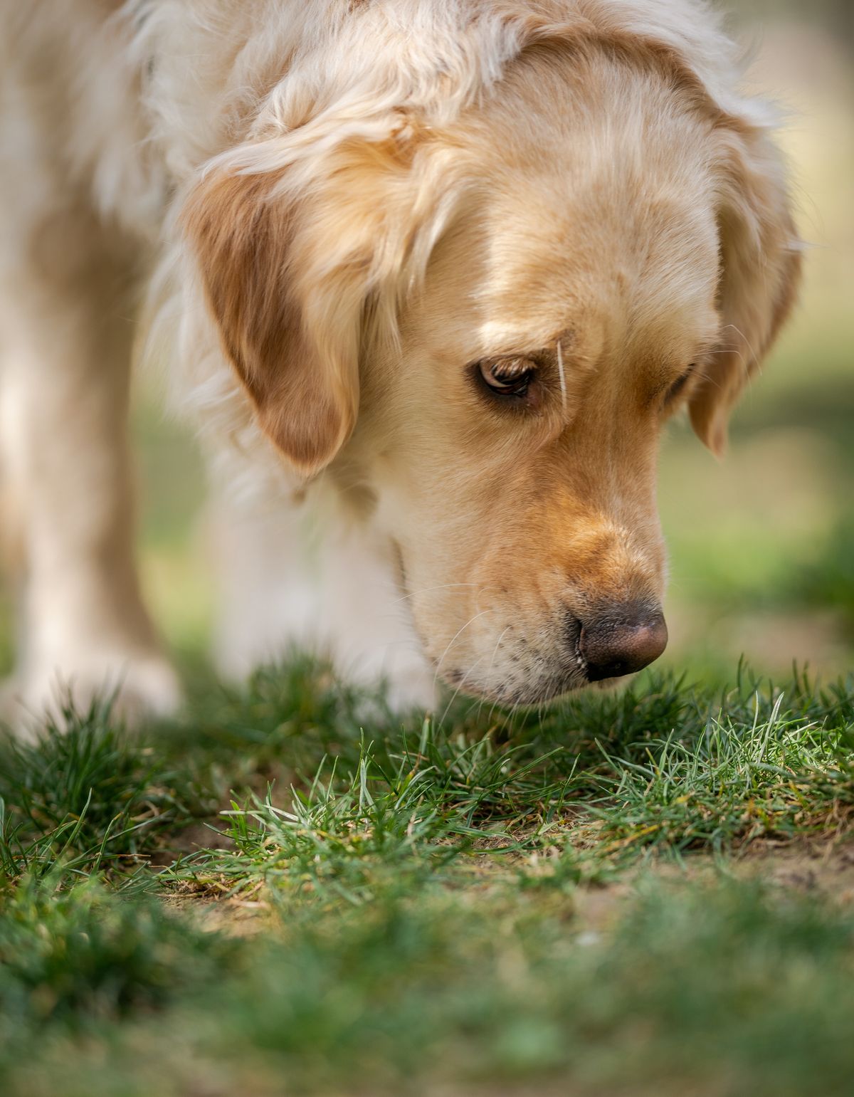 Chien qui broute de l'herbe dans un jardin