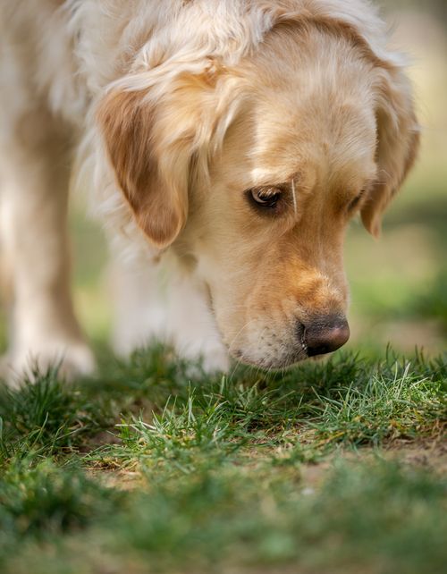 Free Adorable Golden Retriever exploring grass on a sunny day. Perfect dog portrait for pet lovers. Stock Photo