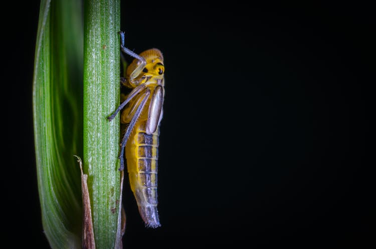 Grasshopper On Grass