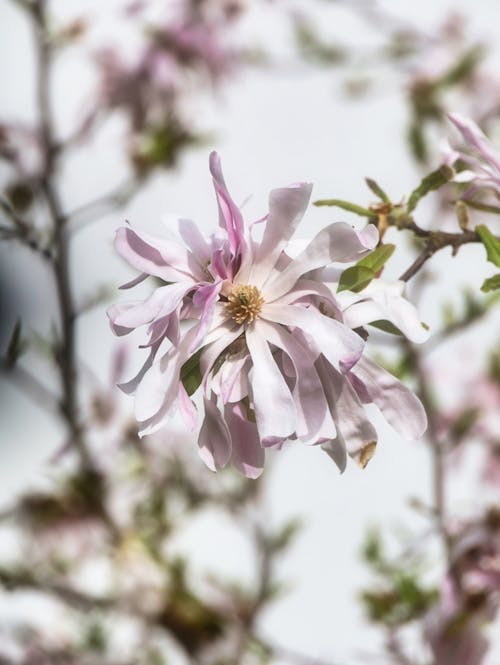 伦敦木兰, 春天的花朵, 木蘭花 的 免费素材图片