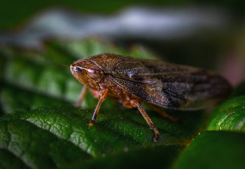 Close-up Photography Of Insect