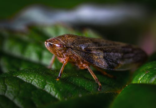 Imagine de stoc gratuită din a închide, automobil beetle, fotografie de aproape