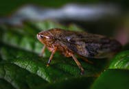 绿叶上栖息着一只棕色昆虫的宏观特写照片