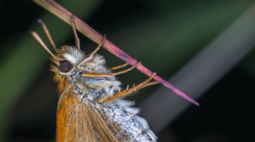 Δωρεάν στοκ φωτογραφιών με macro, γκρο πλαν, έντομο