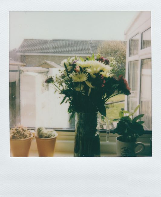 A beautiful bouquet in a glass vase with potted plants on a windowsill, capturing a sunny day.