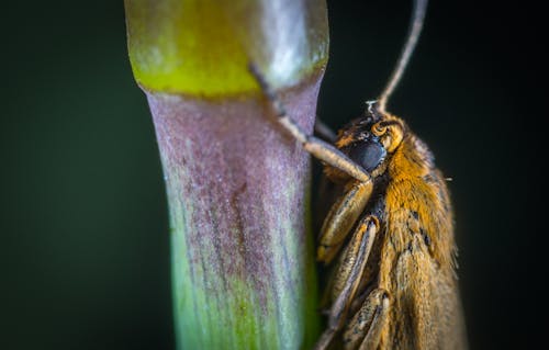 免費 褐蛾棲息在植物莖上的特寫攝影 圖庫相片