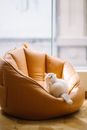 Cute fluffy cat sitting on pouf chair at home