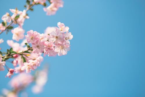 From below of gentle pink flowers of blooming sakura tree against cloudless blue sky on sunny spring day