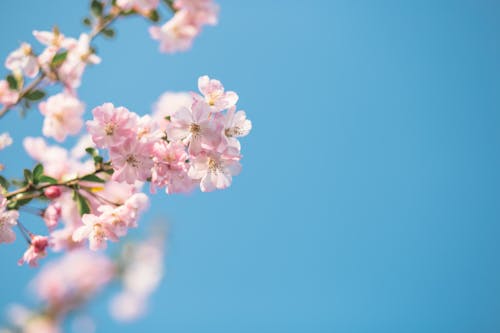 Základová fotografie zdarma na téma aroma, aromatický, bez oblačnosti