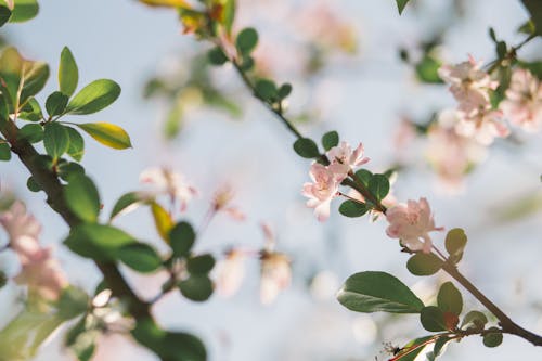 Δωρεάν στοκ φωτογραφιών με sakura, αίθριος, ανάπτυξη