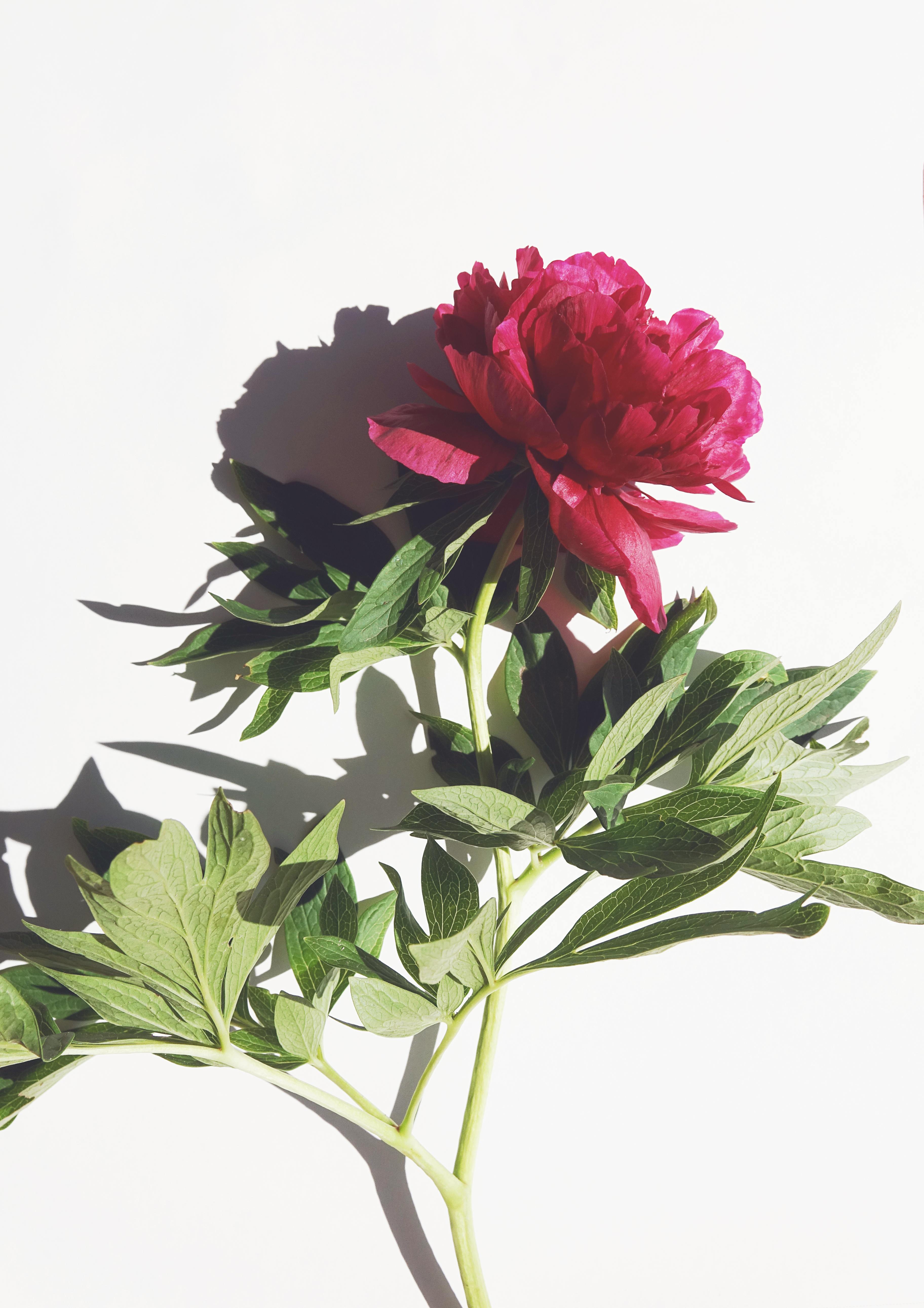 Fuchsia Background Photos, Download The BEST Free Fuchsia Background