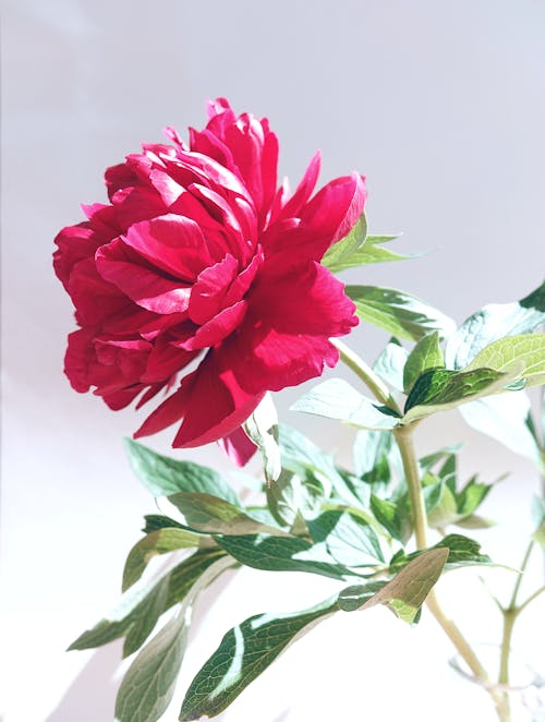 Darmowe zdjęcie z galerii z białe tło, czerwony kwiat, fotografia kwiatowa