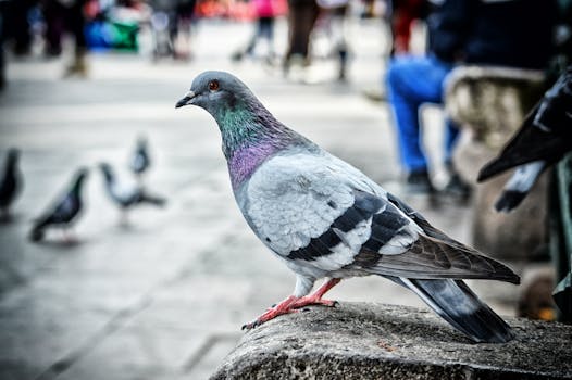 A detailed view of a pigeon perched on a stone ledge in a city environment.