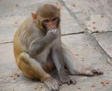 Brown Monkey Sitting on Gray Concrete Floor