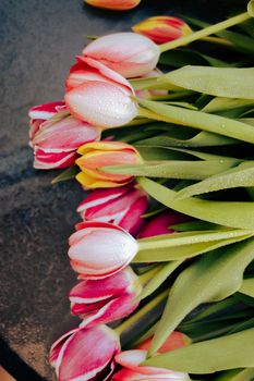 A close-up of colorful dewy tulips with lush green leaves in a still-life composition.
