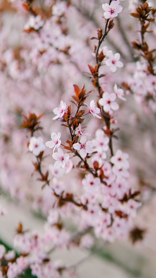 Cherry Blossoms in Springtime