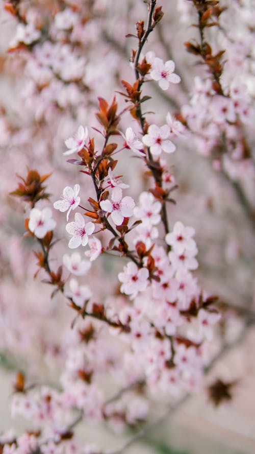 Безкоштовне стокове фото на тему «вертикальні постріл, вишневий цвіт, квітка»