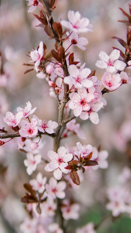 Free Beautiful cherry blossom flowers in full bloom on a spring day, showcasing delicate pink petals. Stock Photo