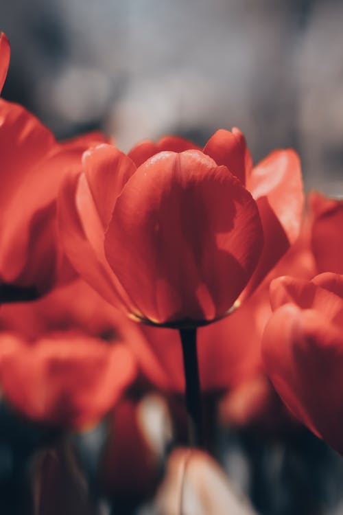 Selective Focus Photo of Red Tulip Flower