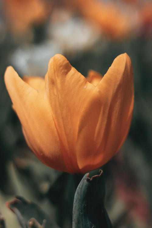 Free A close-up photograph of a vibrant orange tulip in bloom, showcasing delicate petals in a garden setting. Stock Photo