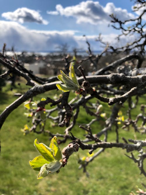 Fotos de stock gratuitas de abedul, árbol, árboles verdes