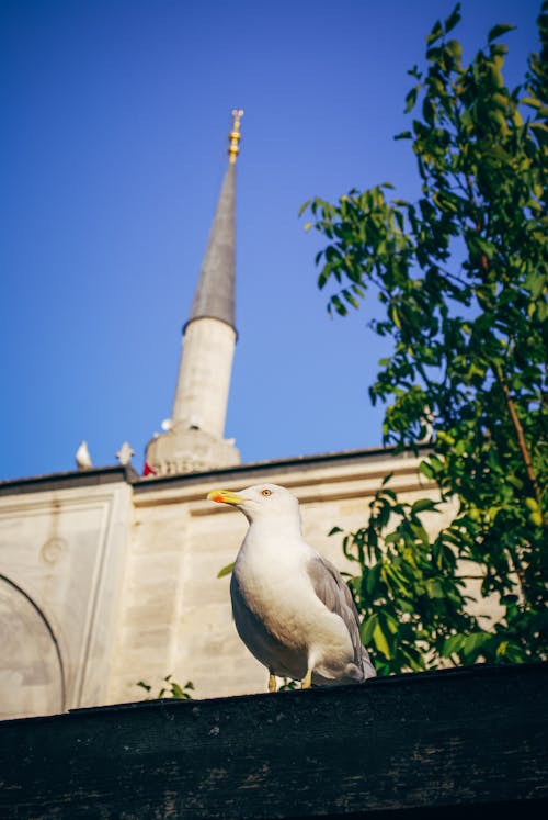 Free stock photo of a mosque, minaret, seagull
