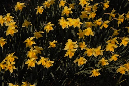 Close-Up Photo of Yellow Daffodil Flowers 