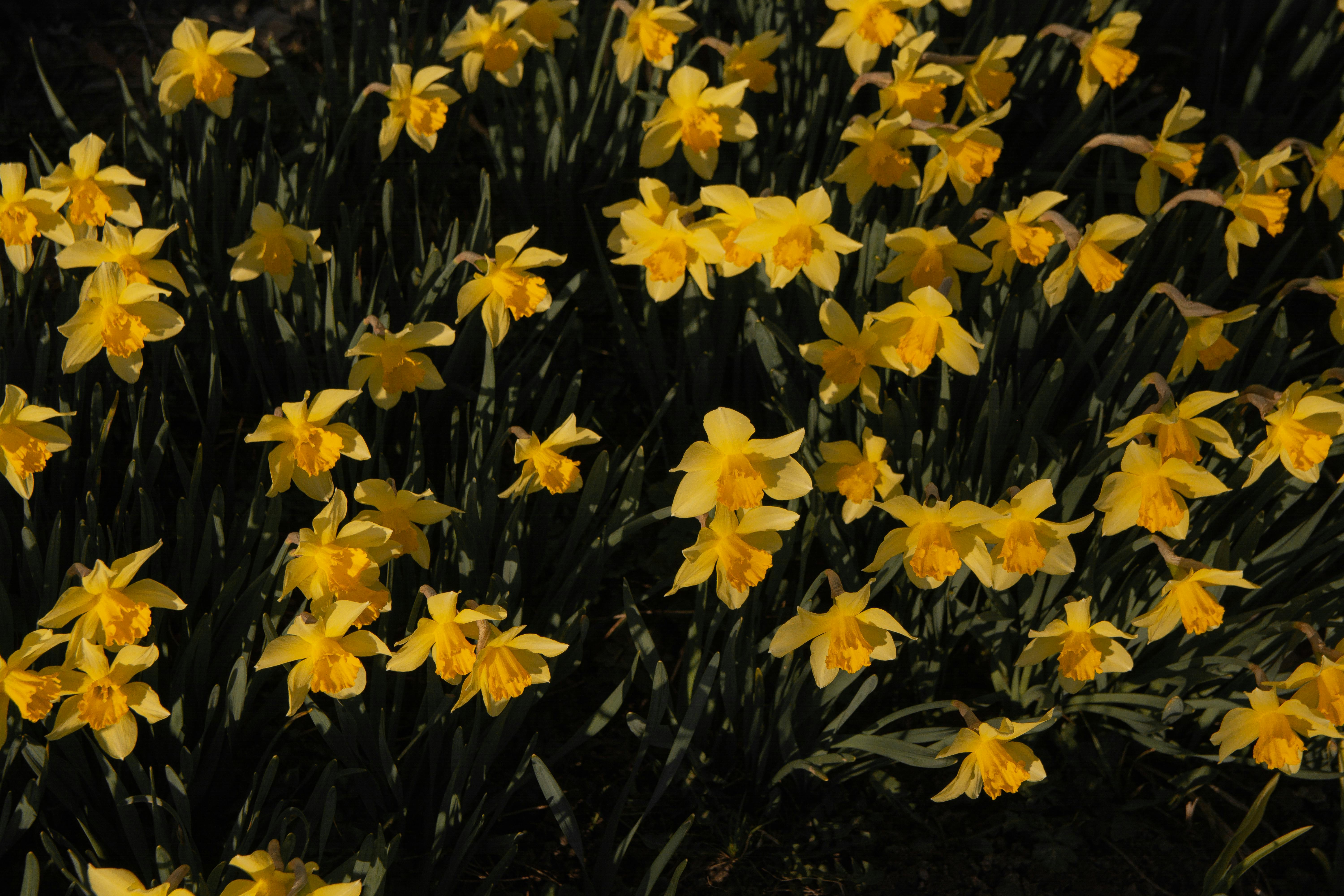 Yellow Daffodil Flower Instant Download Digital (Instant Download) 