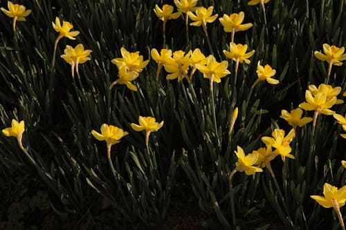 Yellow Daffodil Flowers in Close-Up Photography