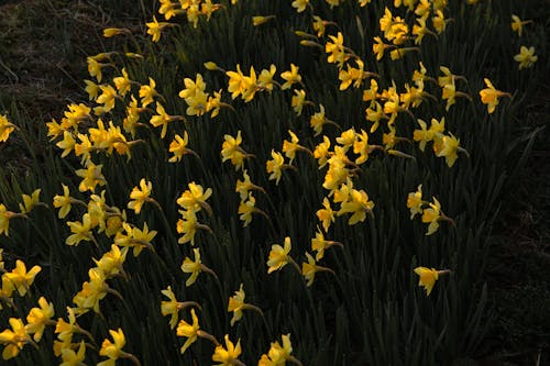 Photograph of Yellow Daffodils