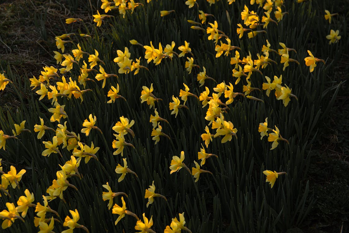 Free Photograph of Yellow Daffodils Stock Photo