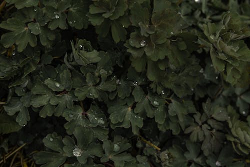 Water Droplets on Dark Green Leaves