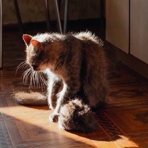 Photo of a Domestic Cat on a Wooden Floor