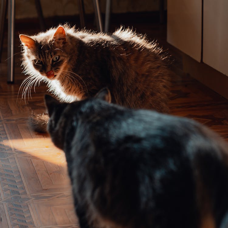 Photo Of A Brown Cat Licking It's Face