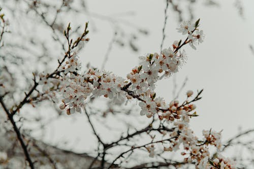 Blooming White Cherry Blossoms in Close-Up Photography